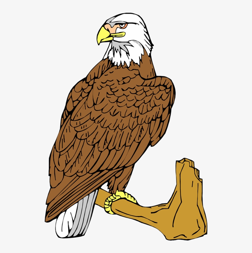 Bald Eagle Clipart - Bald Eagle, transparent png download