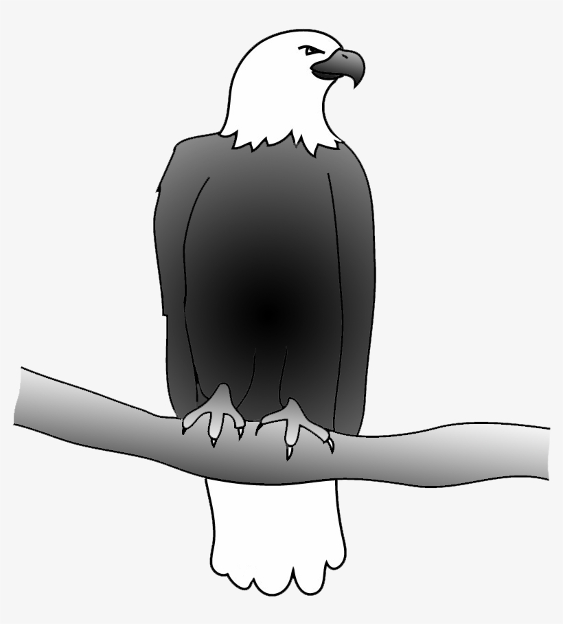 Outline Of Bald Eagle, Bald Eagle Drawing - Eagle, transparent png download