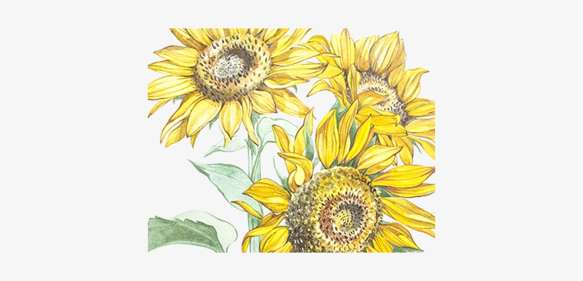 Illustration In Watercolor Of A Sunflowers - Illustration, transparent png download