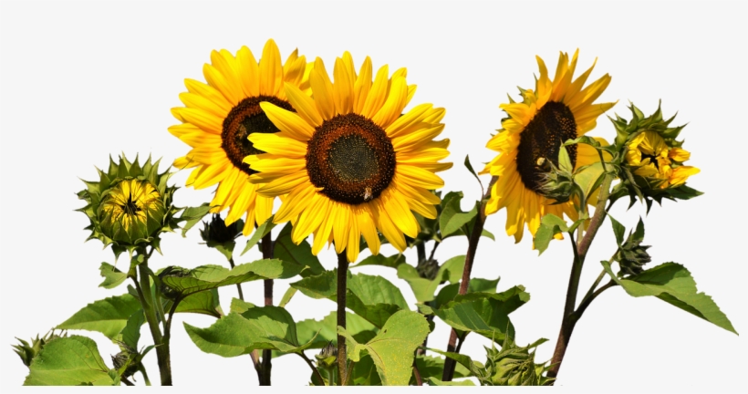 Clipart Png Sunflower, transparent png download