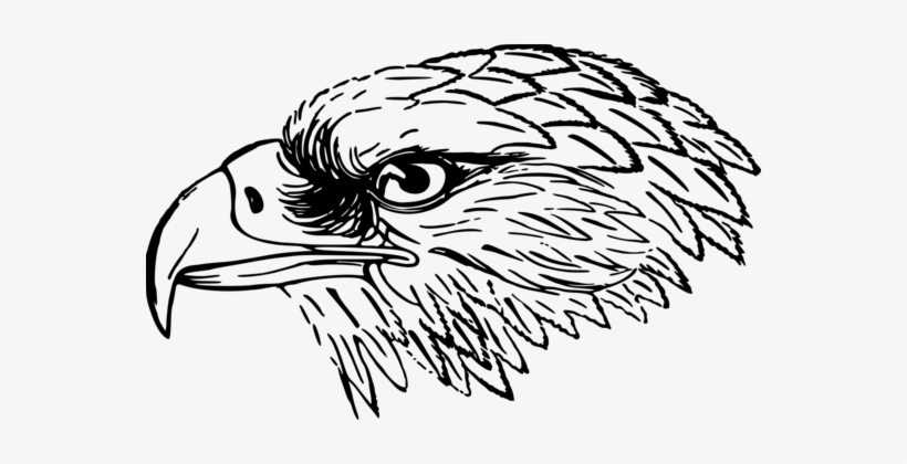 Bald Eagle White Tailed Eagle Bird Black And White - Falcon Black And White Clip Art, transparent png download