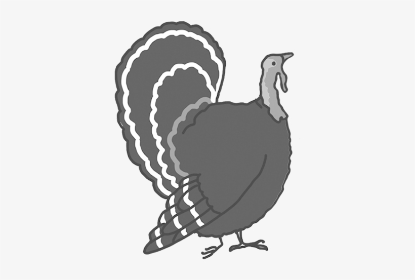 Drawn Turkey Clipart - Thanksgiving, transparent png download