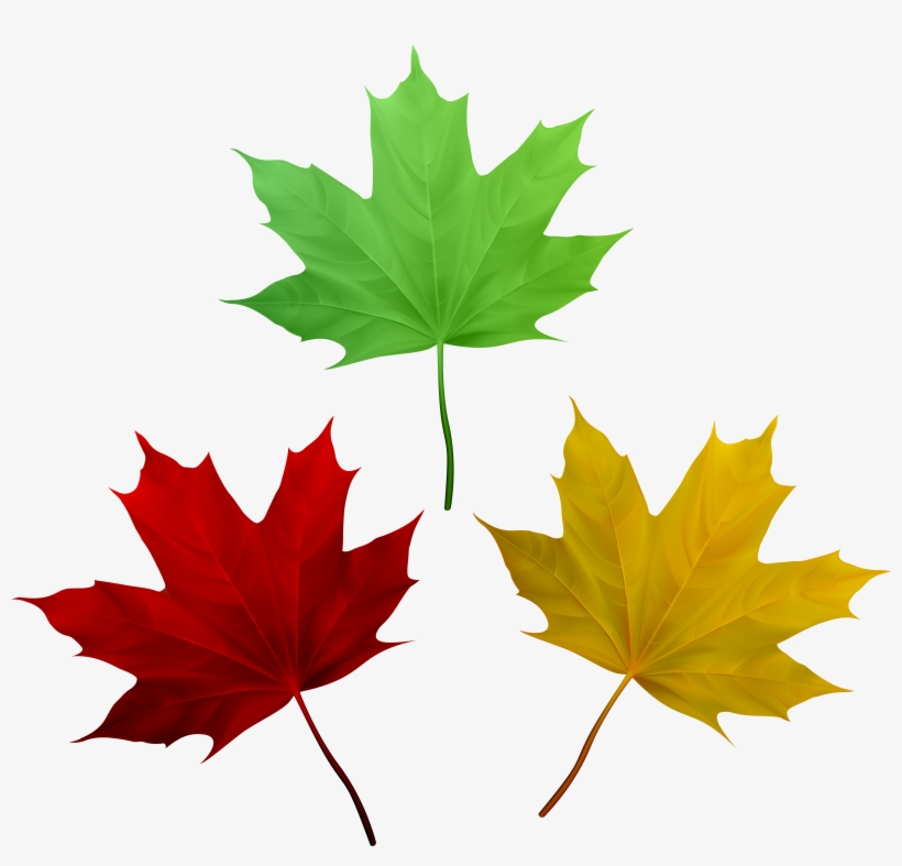 Fall Leaves Set Png Clip Art Image, transparent png download