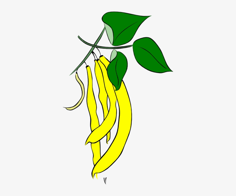 Bean - Seed - Clipart - Bean Tree Clip Art, transparent png download