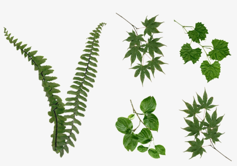 Plant Stem Png - Foliage Png, transparent png download