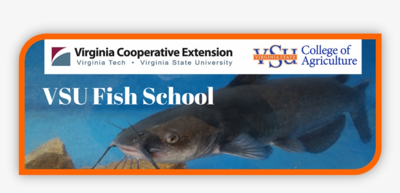 Vsu Fish School Image - Virginia State University, transparent png download