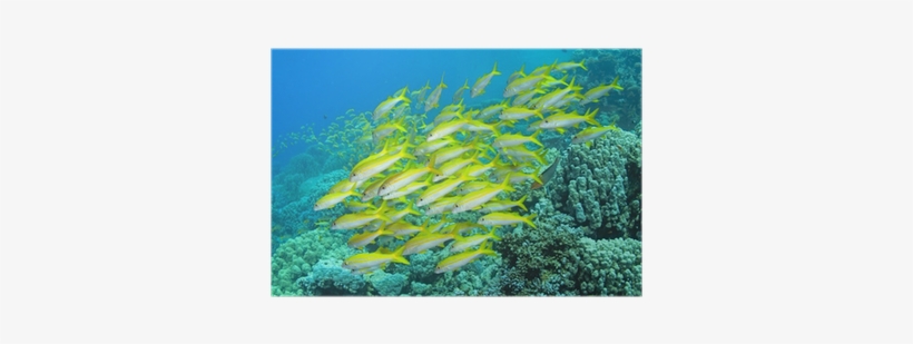 Shoaling And Schooling, transparent png download