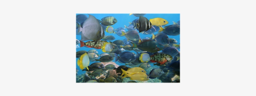 Tellinidae, transparent png download