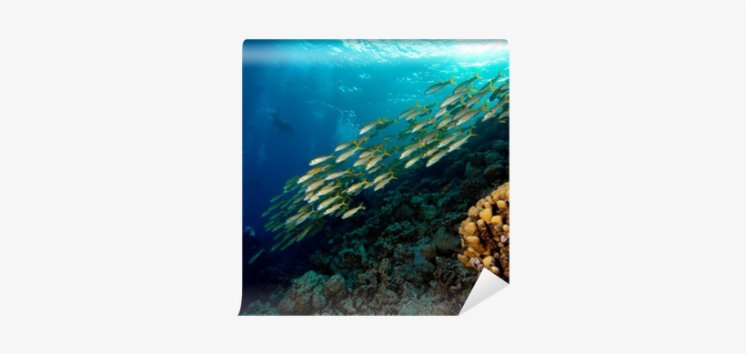 Shoaling And Schooling, transparent png download