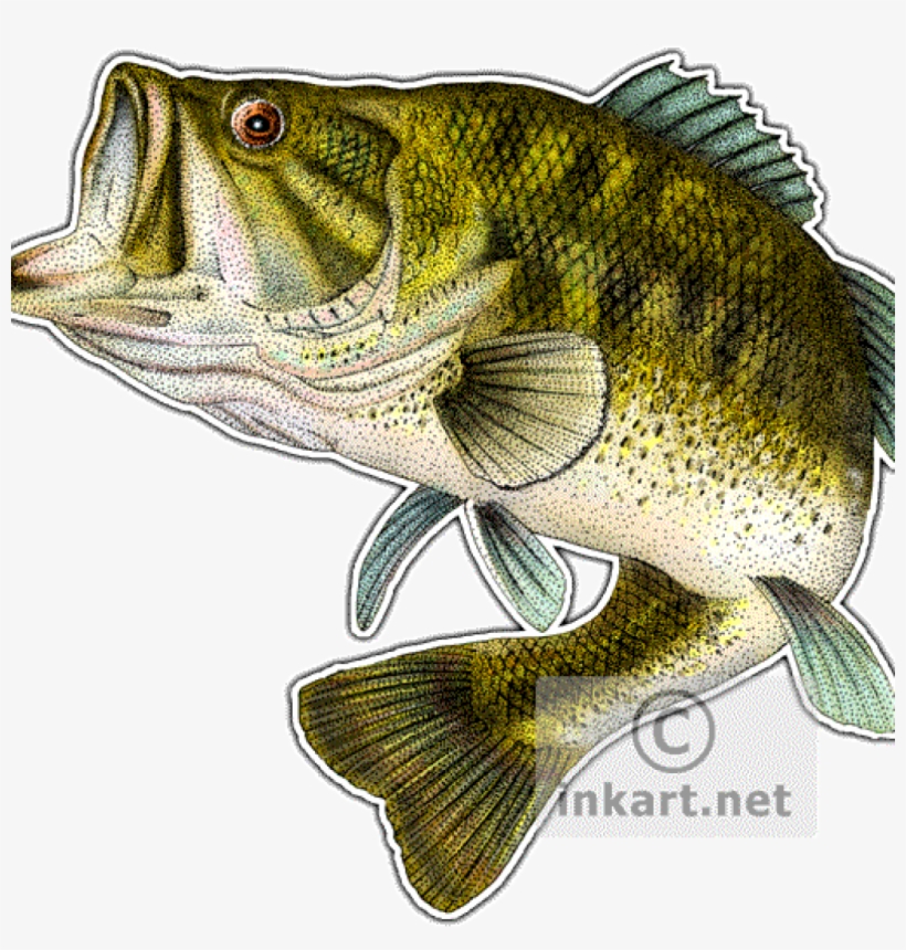 Largemouth Bass Drawing School Clipart Hatenylo, transparent png download