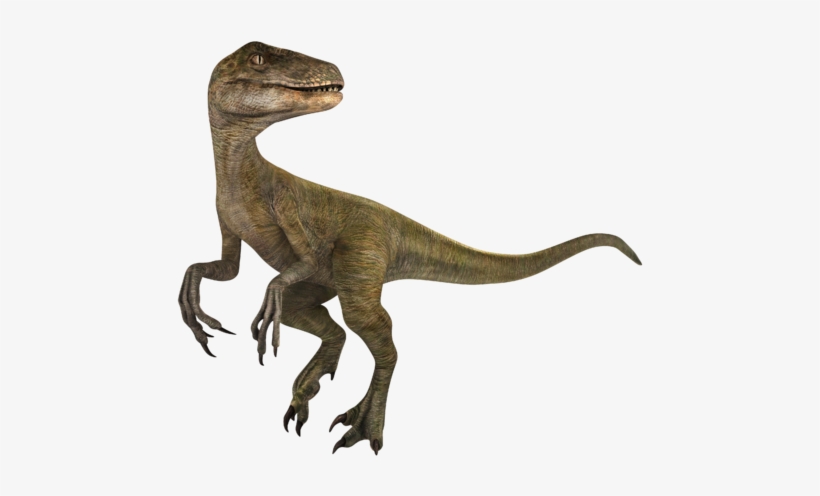 File - Velociraptor - Wiki, transparent png download