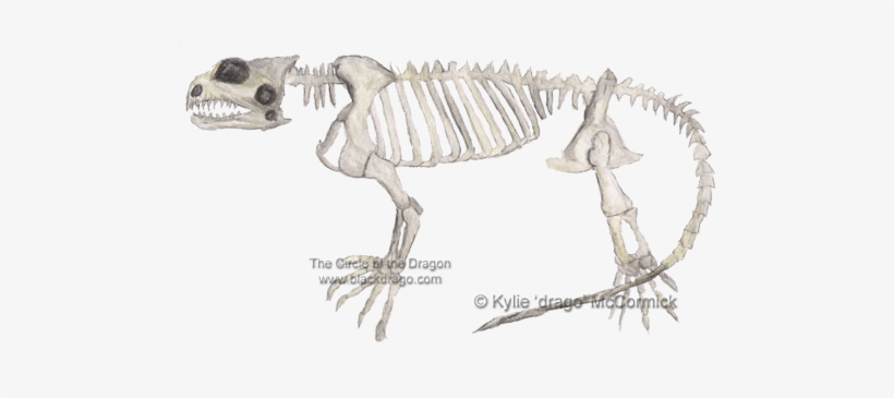Tuatara Skeleton, transparent png download