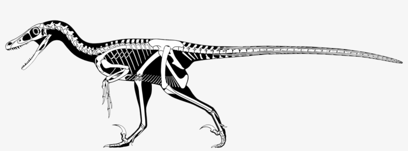 The Difference Between Dromaeosaurus And Velociraptor - Velociraptor Skeleton Scott Hartman, transparent png download