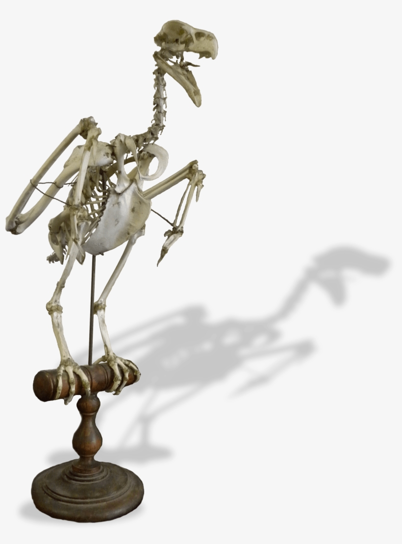 Bald Eagle, transparent png download