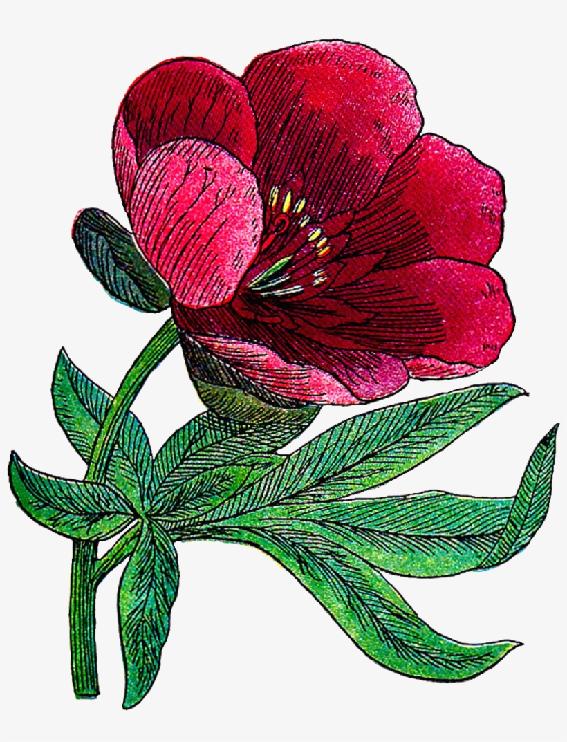 Peony Drawing Illustrated - Flower Vintage Artclip, transparent png download