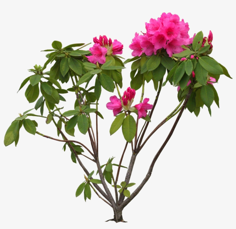 Bougainvillea Drawing Stem - Flowers Images Hd Psd, transparent png download