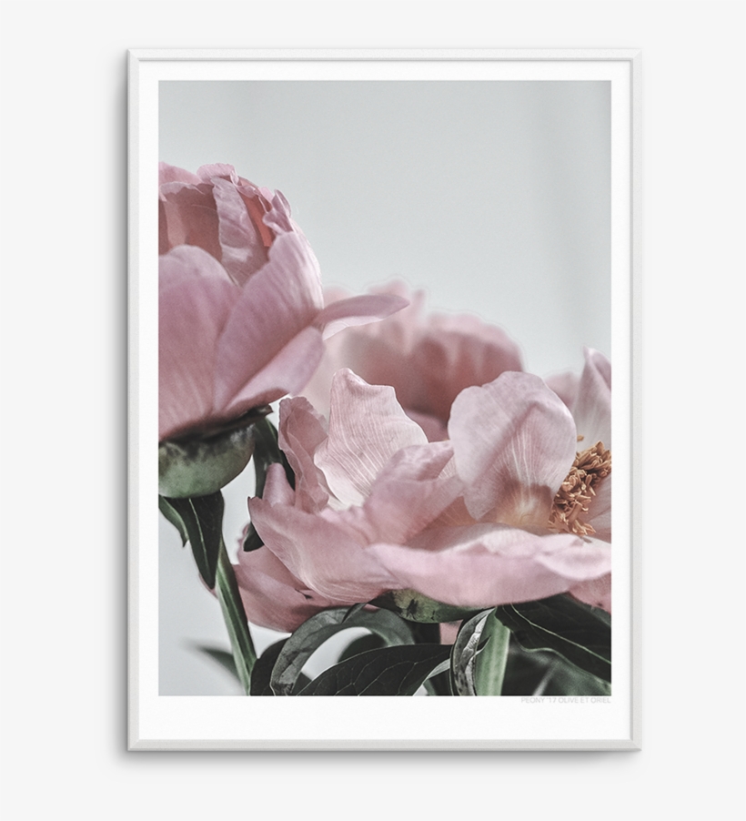 Peony '17 - Peony '17 Print By Olive Et Oriel, transparent png download