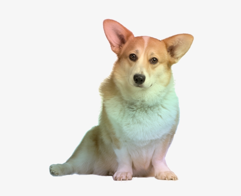 Corgi Face Png - Cardigan Welsh Corgi, transparent png download