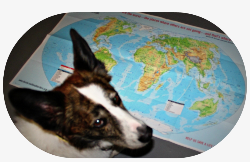 Wilson Wondered Where In The Wide World Washington - Dog, transparent png download