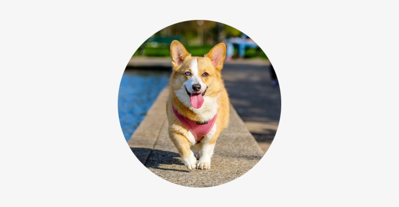 Looking For Dogfluencers - Homemade Dog Treats: 22 Recipes For Your Pets' Health, transparent png download