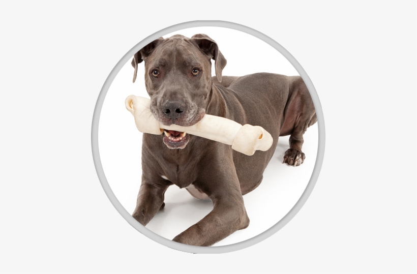 Dental Care - Great Dane, transparent png download