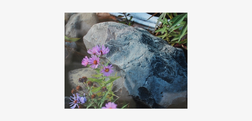 Thumb X - Ramirez - Spanish Daisy, transparent png download