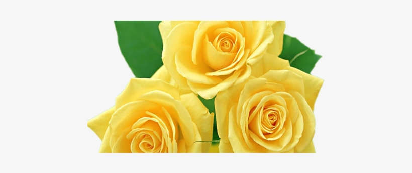 Rosas Amarelas Png - Yellow Roses Images Png, transparent png download