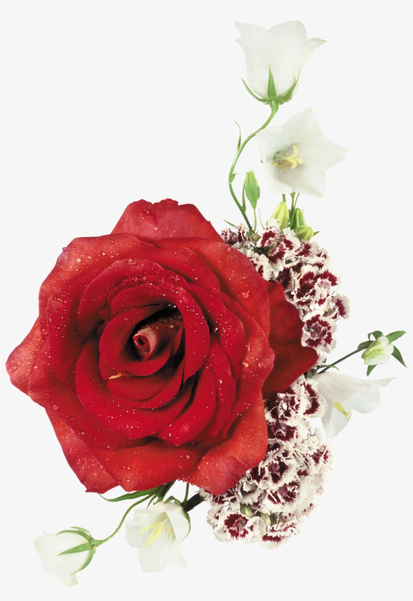 Ramos De Rosas En Png - O Destino De Uma Dama [book], transparent png download