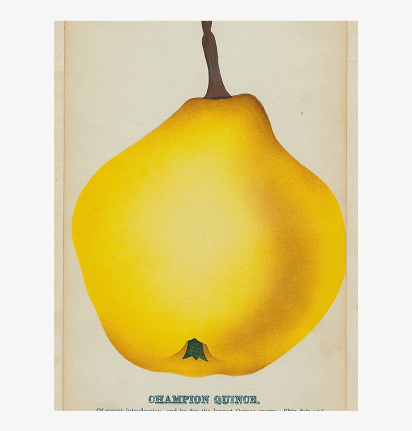 029 7743fb5c 470a 4413 Bd8d E27c55009086 V=1527800993 - Quince, transparent png download