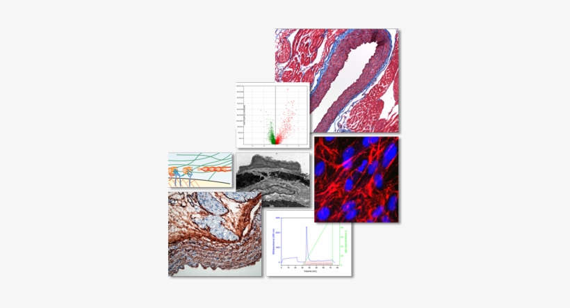 Research Images - Mcgill University, transparent png download