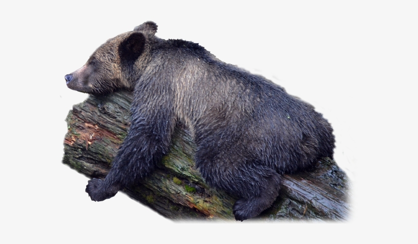 Profile Sounds, transparent png download