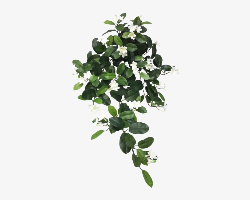 Hanging Stepahnotis Bush X - Hanging Leaves Png, transparent png download