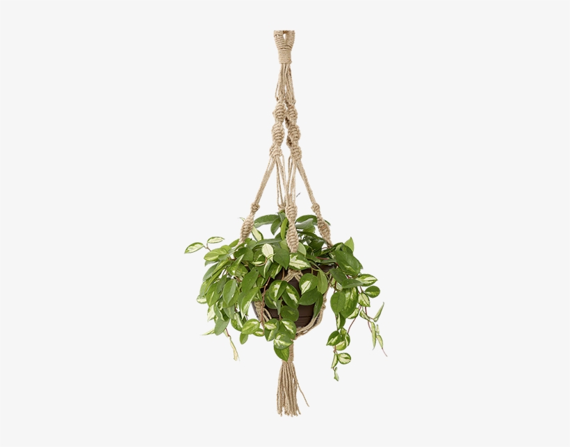 Magical Thinking Hand - Transparent Hanging Basket Png, transparent png download