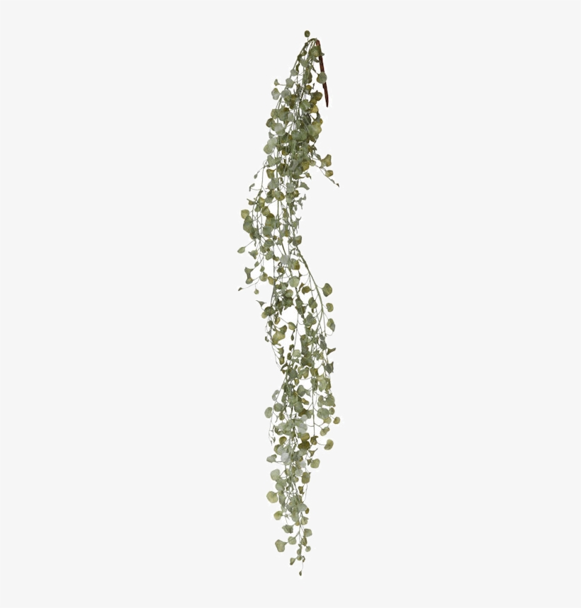 Silver Falls Blush Plants Canvas Home Interiors Australia - Silver Falls State Park, transparent png download
