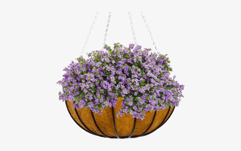 Bacopa Sutera Snowstorm, transparent png download
