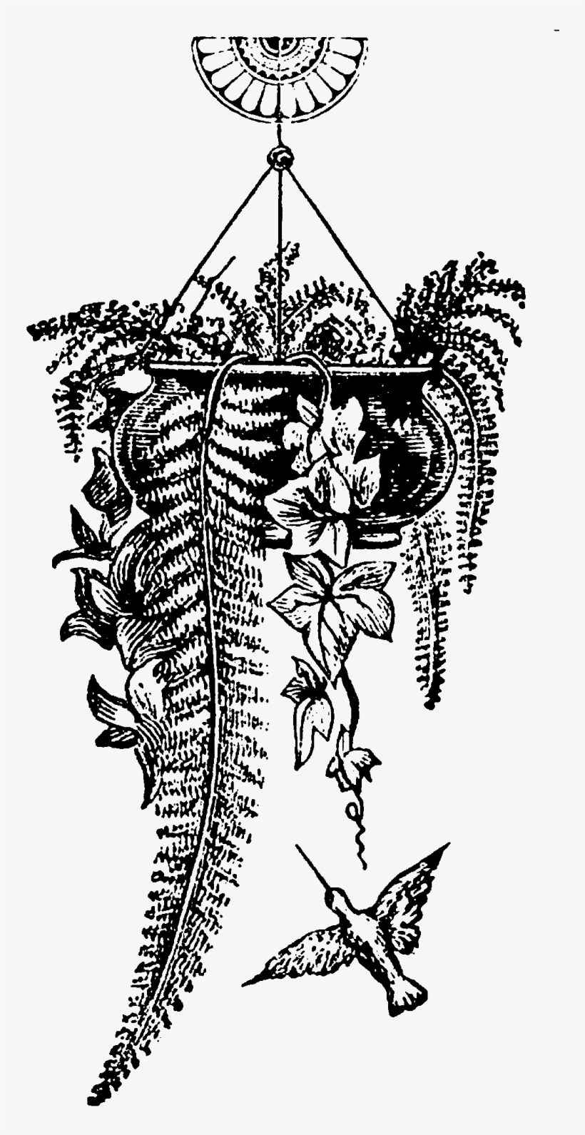 Hanging Plant Garden Images - Illustration, transparent png download