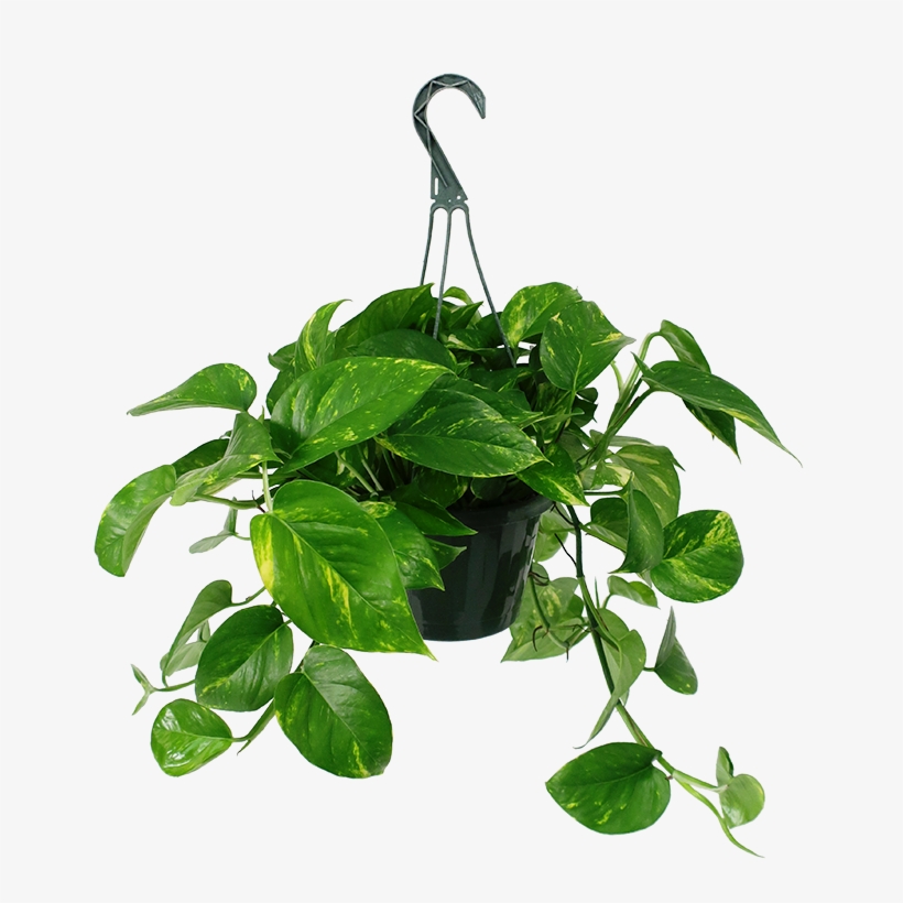 Golden Pothos Hanging Basket - Golden Pothos, transparent png download