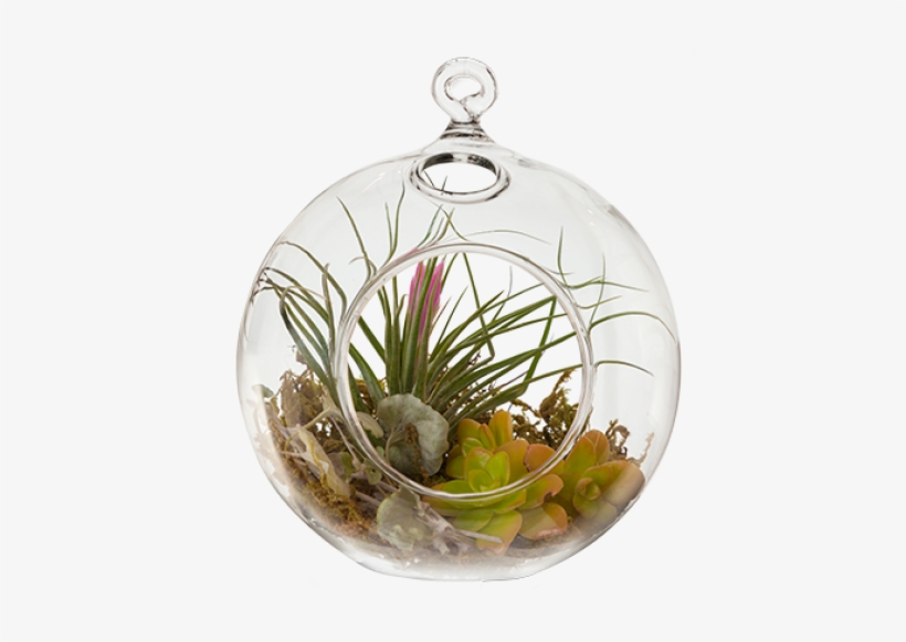 Terrarium Hanging Plant - Terrarium, transparent png download