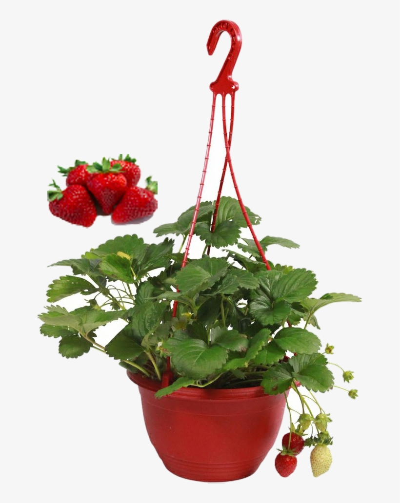 Free Strawberry Plant Png - Strawberry Hanging Baskets, transparent png download