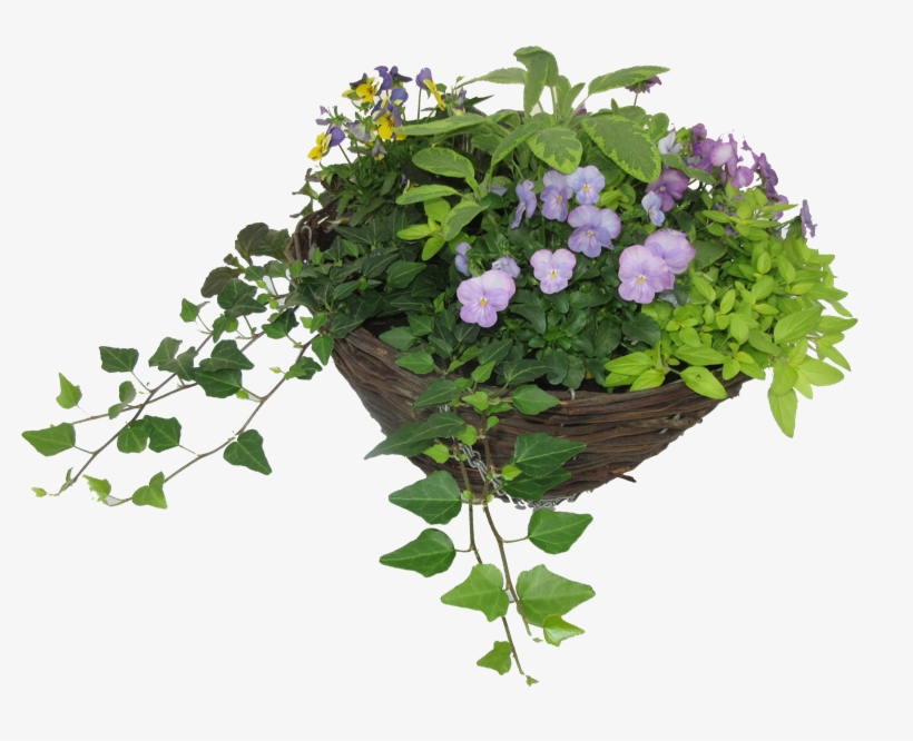 Hanging Basket - Lemon Tree Clear Background, transparent png download