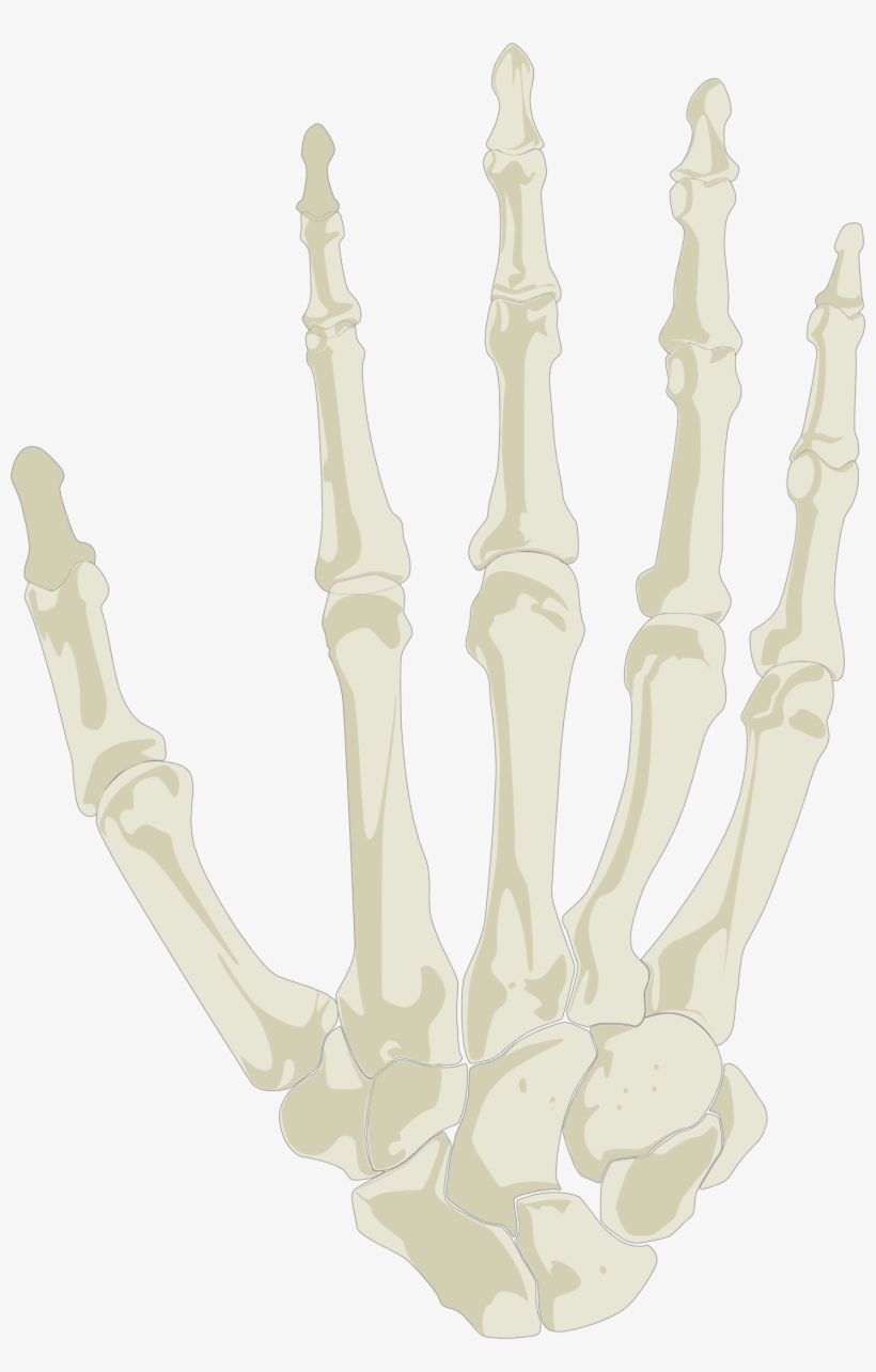 This Free Icons Png Design Of Hand Skeleton, transparent png download