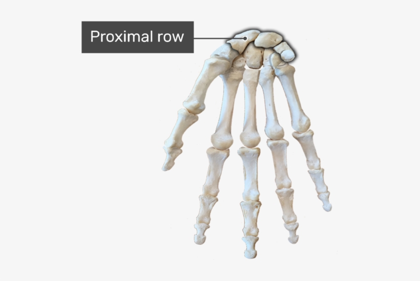 Proximal Row Bone - Carpal Bones, transparent png download