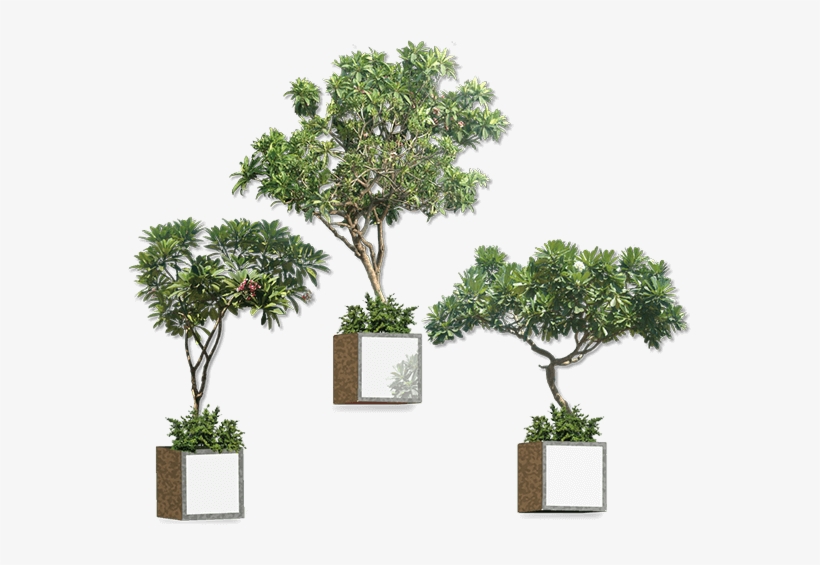 Hanging Plants - Ahmedabad, transparent png download