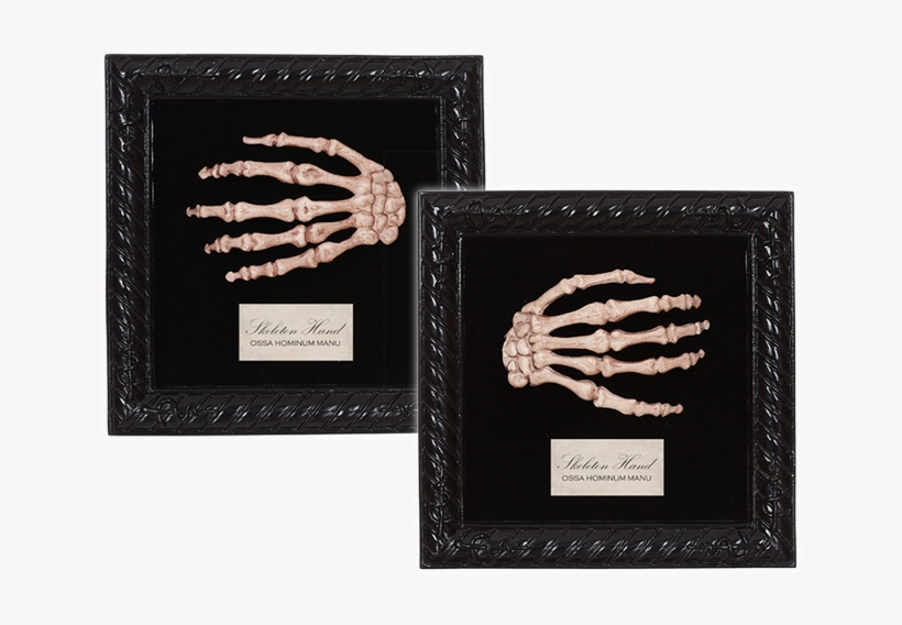 18155-lg - Seasons Usa Inc. Lab Specimen Skeleton Hand, transparent png download