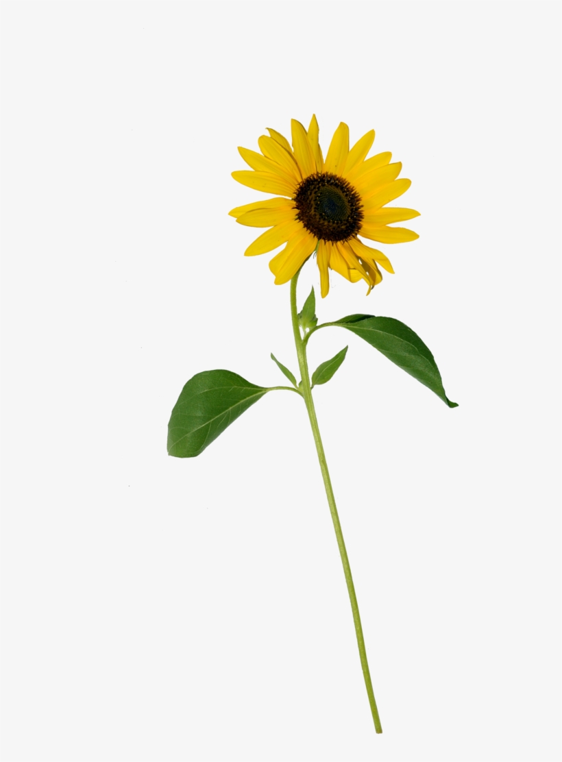 Sunflower Single Stock Copy - Portable Network Graphics, transparent png download