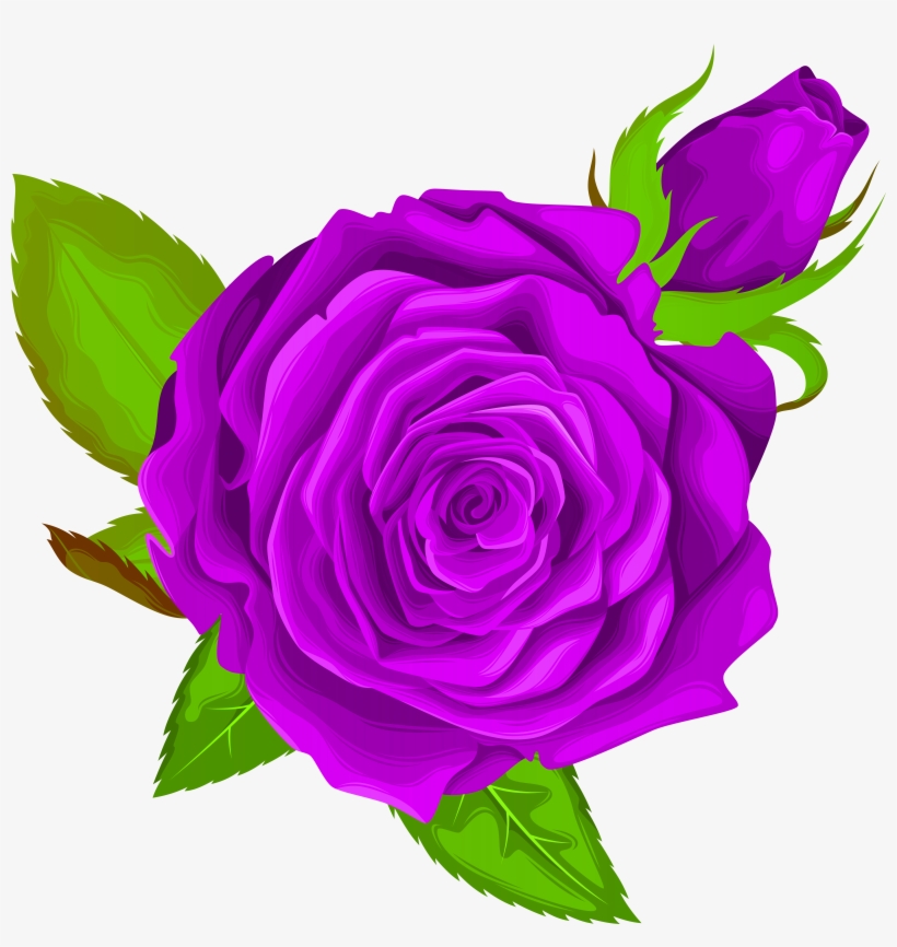 Purple Rose Png, transparent png download