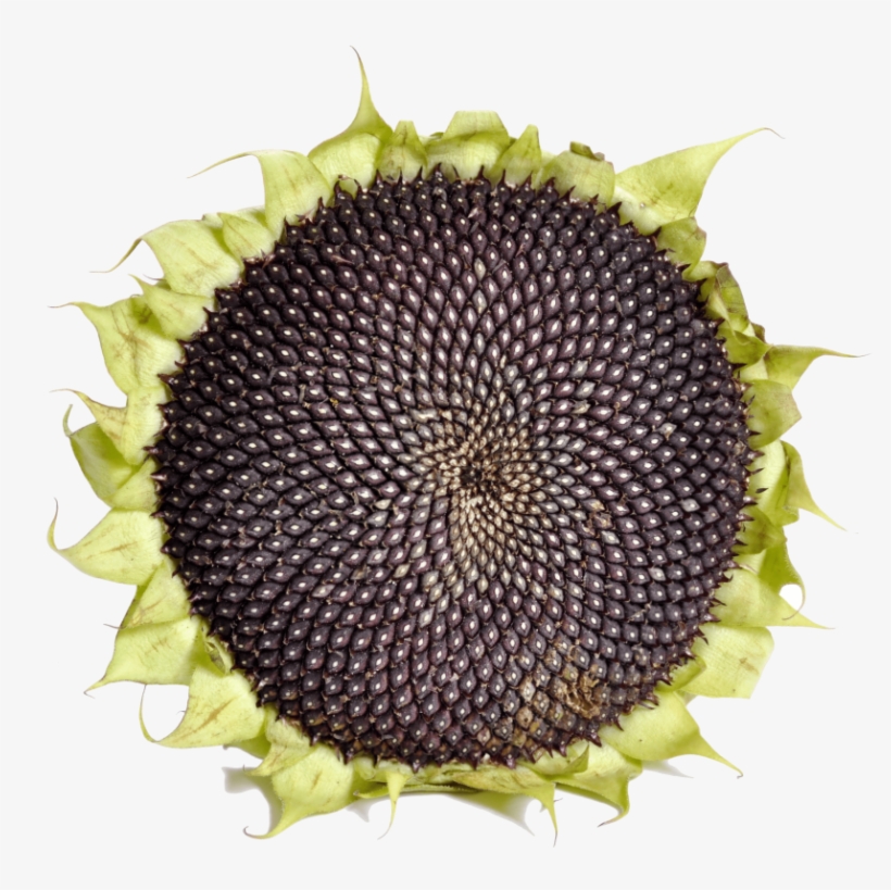 Sunflower With Black Seeds - Sunflower Seed, transparent png download