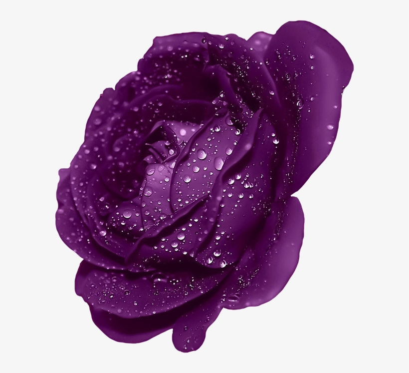 Dark Blue Rose Flower, transparent png download