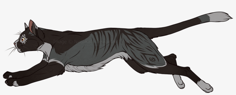 Black Cat Dvd Vol 06 Premium Edition Original Soundtrack - Black And Grey Cat Anime, transparent png download