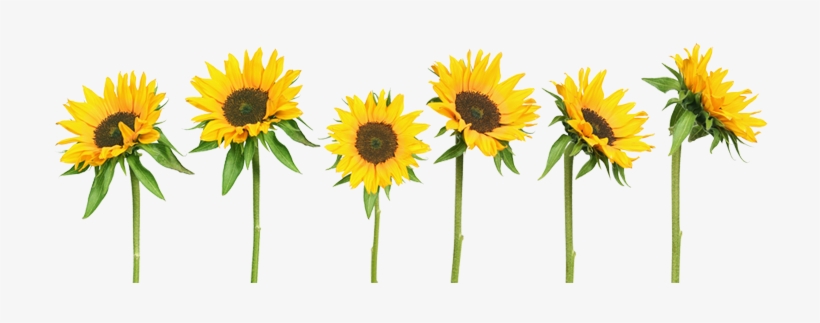 I Can Be Good I Can Be True Tumblr Transparent Sunflowers - Sticker De Fenêtre No.193 Sunflowers Dimension: 75cm, transparent png download